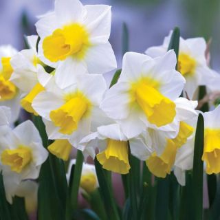 Golden Echo Daffodil bulk Thumbnail